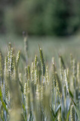 Fototapeta premium a new wheat crop in a field near the forest