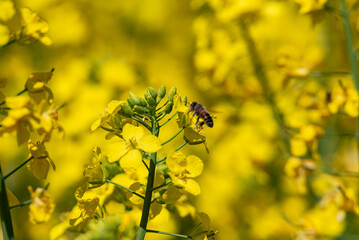 Vivid close-up of yellow rapeseed flowers in full bloom