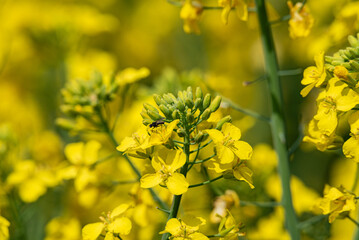 Vivid close-up of yellow rapeseed flowers in full bloom