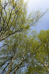 deciduous trees in the spring season during the day