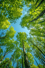 Fototapeta premium Spectacular view of trees in a forest from a low angle, showcasing the lush green canopy against a clear blue sky background.