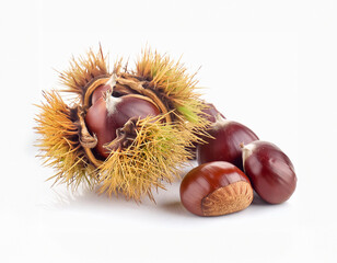 A vivid display of autumn&rsquo;s bounty with chestnuts in a spiky shell and loose ones on a white background