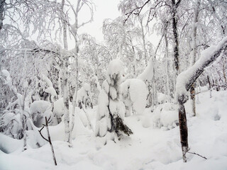 Winter forest. Winter snow-covered trees in the Ural mountains