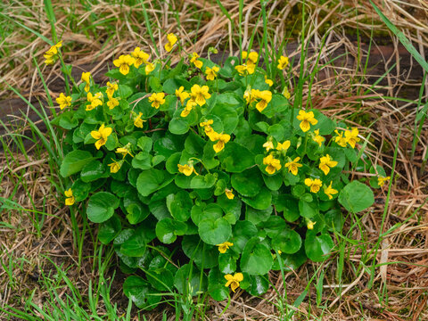 Viola biflora, small beautiful yellow wild flowers