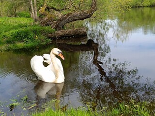 A beautiful swan floats on the river