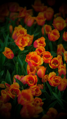 Orange Blossoms in Soft Focus