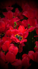 Red Blossoms in Soft Focus