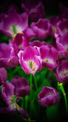 Pruple Blossoms in Soft Focus