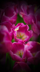 Pruple Blossoms in Soft Focus