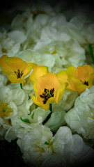 Yellow Blossoms in Soft Focus