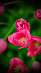 Fototapeta premium Pruple Blossoms in Soft Focus