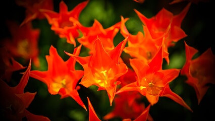 Fototapeta premium Orange Blossoms in Soft Focus
