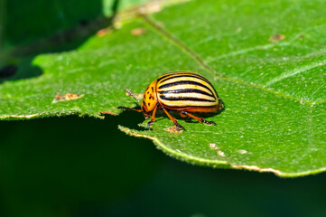 Leptinotarsa decemlineata, or Colorado potato beetle, or Colorado potato beetle, or potato leaf...