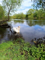 A beautiful swan floats on the river