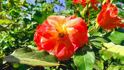 Tri color Alfred Sisley Rose
