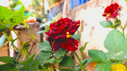 A tri color Red Spring Rose

