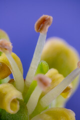 Flower of dogwood (Cornus florida)