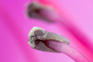 Stamen and pollen of azalea （Rhododendron）