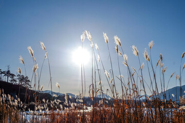 Sun shining on a clear day with clear blue sky back ground. Sunshine over lake in a secluded rural...