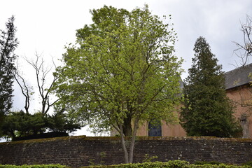 spring tree in old town