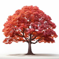 A tall and wide Japanese maple tree with bright red leaves against a white background.