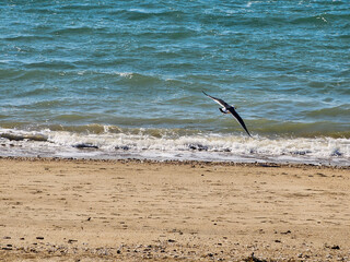 해변가에 갈매기