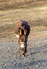 A working animal, donkey, is walking on a gravel road