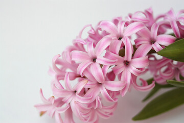 Pink hyacinth close-up. Flower on white background with copy space.