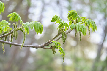 オニグルミの雄花と若葉 / Male flowers and young leaves of Japanese walnut
