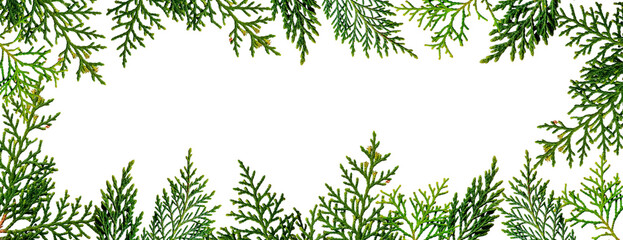 Cypress leaves frame with copy space. Isolated design element on the transparent background.