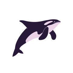 Cute big orca. Killer whale swimming, jump above water. Antarctic, arctic shark, dangerous dolphin predator. Underwater animal, fauna of cold sea. Flat isolated vector illustration on white background © Paper Trident