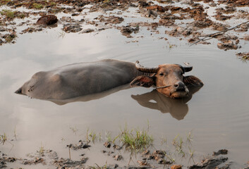a buffalo soaking in a mud puddle in a farmland