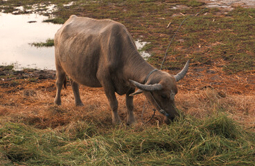a buffalo eating grass at the edge of a farm field