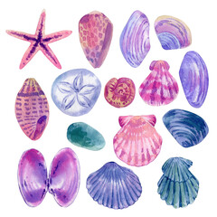 Seashells set. Watercolor painting seashells set with shells, sea star, jellyfish, seastone. Can be use as print, poster, packaging design, element design, exotic illustration, sticker with shells.