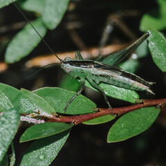 Green grasshopper among the leaves. Camouflage and blending in with the surroundings. Nature and environment. 
