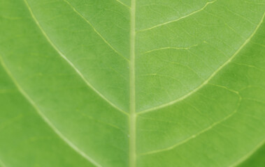 Green leaf background with detailed leaf veins and texture. Vibrant and healthy. Beauty and...