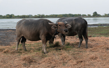 Fototapeta premium two buffaloes eating yellowed straw