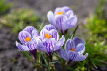 Wild purple crocuses blooming in their natural environment in the forest. Crocus heuffelianus