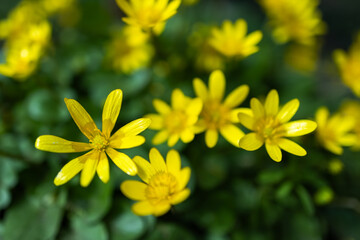 Caltha palustris - Yellow buttercup flowers on a plant