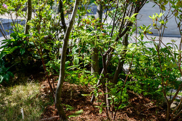 庭の植栽、外構、ガーデニング
