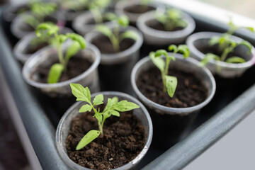 seedlings growing in containers on the window sill close up