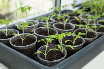 Seedlings on the balcony. Gardening. Shoots and plants, growing, windowsill. Selective focus