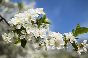Close up of blossom on a flowering sand cherry tree in the spring