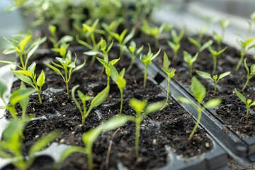 Seedlings on the balcony. Gardening. Shoots and plants, growing, windowsill. Selective focus