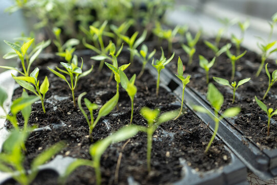 Seedlings on the balcony. Gardening. Shoots and plants, growing, windowsill. Selective focus