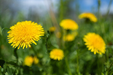 Spring green lawn with yellow dandelion flowers. Spring. Background