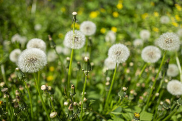 Dandelion bud seeds closeup over a fresh green background
