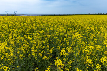 golden field of flowering rapeseed with blue sky - brassica napus - plant for green energy and oil industry