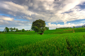 beautiful morning view from Indonesia of mountains and tropical forest