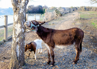 A goat and a donkey standing near a tree in the landscape
